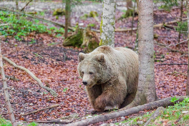 A female eurasian brown bear (Ursus arctos arctos) walks through a forest in early springtime
