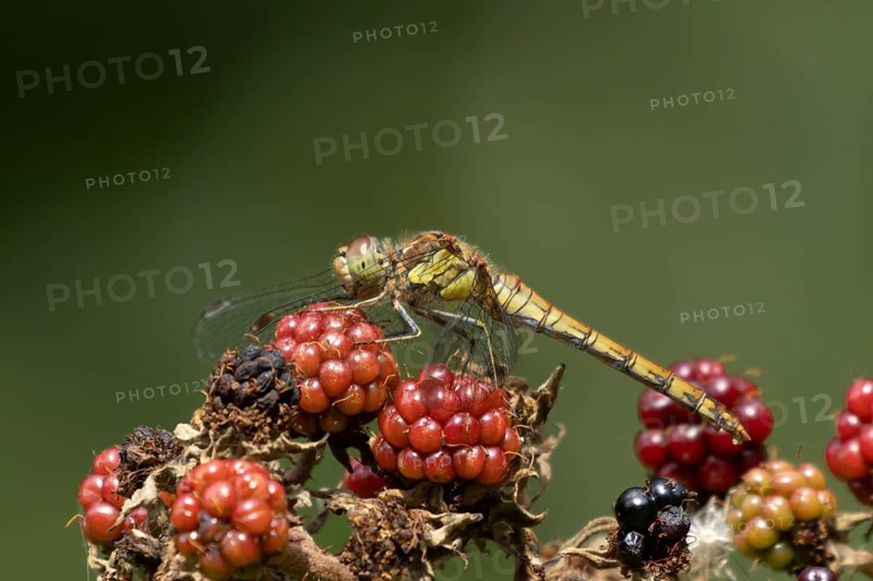 Common darter dragonfly (Sympetrum striolatum) adult female insect on a blackberry fruit in the summer, England, United Kingdom