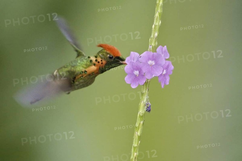 Rufous-crested Coquette (Lophornis delattrei), Trinidad and Tobago