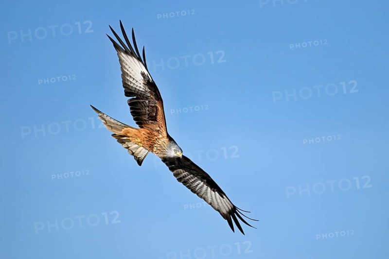 Red Kite, Red Kite, Montagu's Harrier, Montagu's Harrier (Milvus milvus), in flight, Canton Aargau, Switzerland