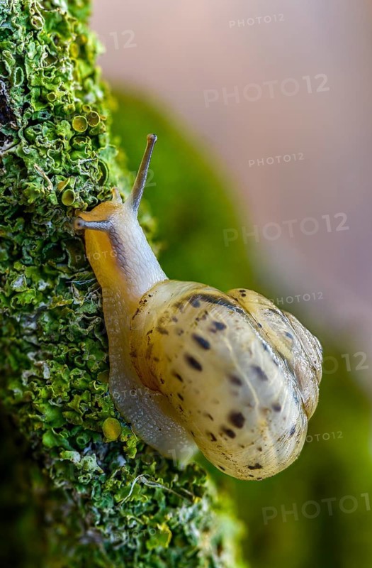 Bush snail, fruticicola fruticum, labelled shrub snail, gastropod, high size, portrait format, mollusca, snails, molluscs