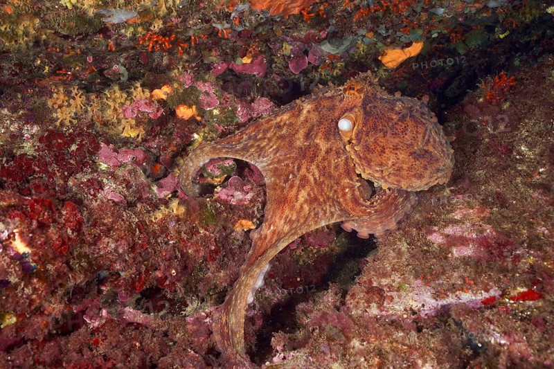An octopus, Common Octopus vulgaris, hiding camouflaged on a rock in a colourful reef, dive site Cap de Creus Marine Reserve, Rosas, Costa Brava, Spain, Mediterranean Sea