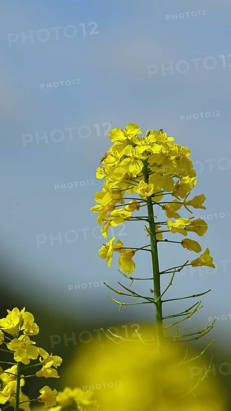 Rapeseed (Brassica napus), yellow flower in a rapeseed field, Limburg, Hesse, Germany