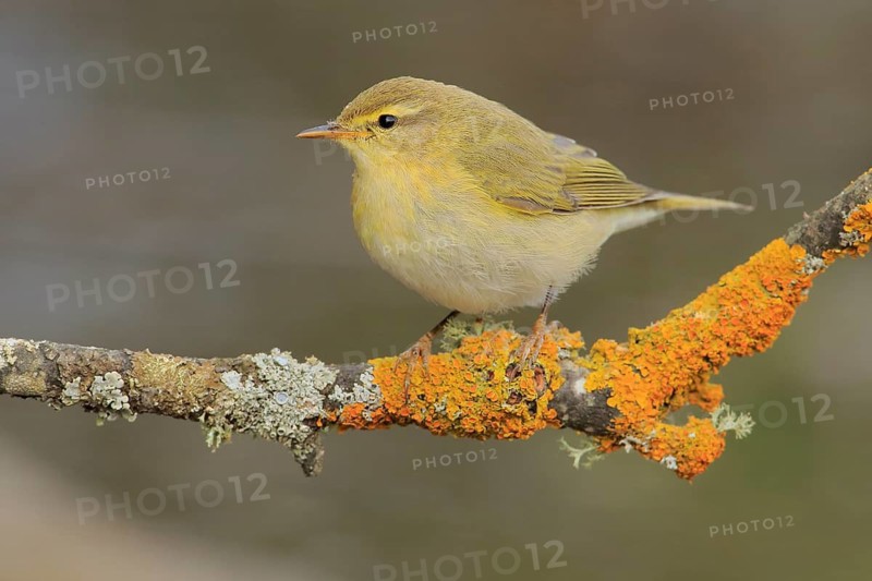 Willow Warbler (Phylloscopus trochilus) perched on lichen branch, Andalusia, Spain