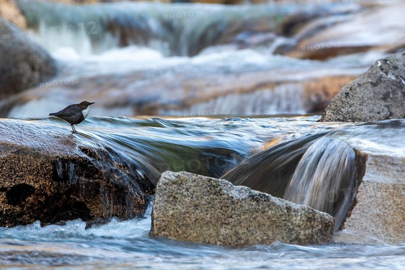 White-throated Dipper (Cinclus cinclus), Madrid, Spain