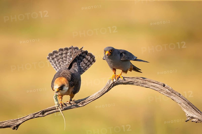 Red-footed falcon (Falco vesperetinus) Male handing over a captured lizard to female, Hungary