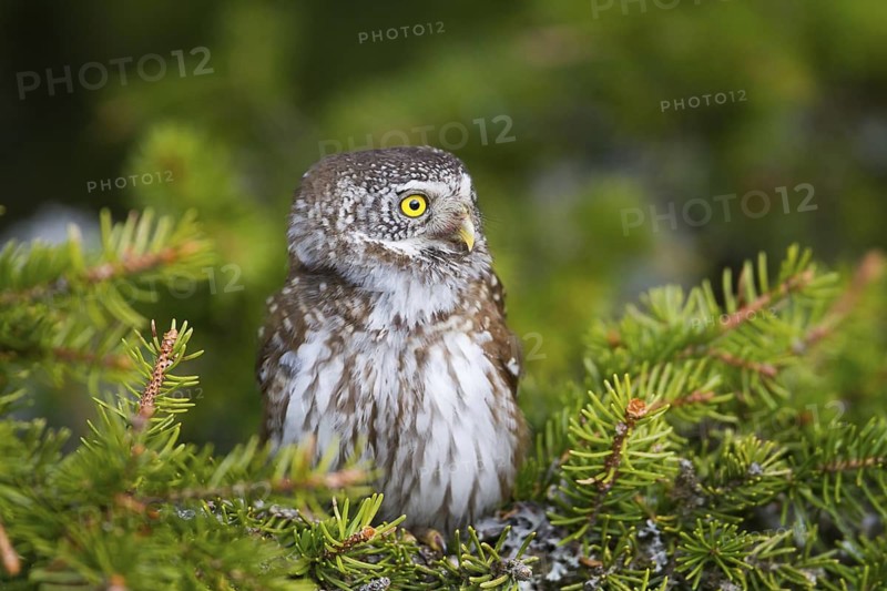Eurasian Pygmy Owl (Glaucidium passerinum), Vorarlberg, Austria