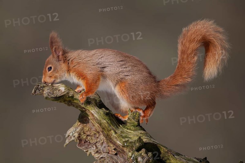 Red squirrel (Sciurus vulgaris) adult animal on a tree stump in winter, Scotland, United Kingdom