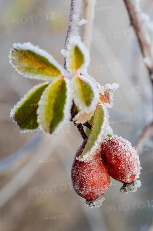 2 rose hips with hoarfrost in autumn, Saxony, Germany
