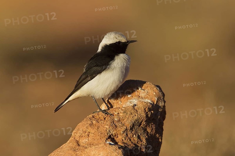 Mourning Wheatear (Oenanthe lugens) male, Morocco