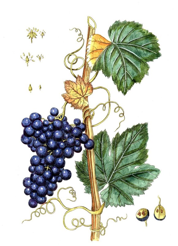 Vitis vinfera, grapevine, digital reproduction of a historical model, between 1790 and 1810