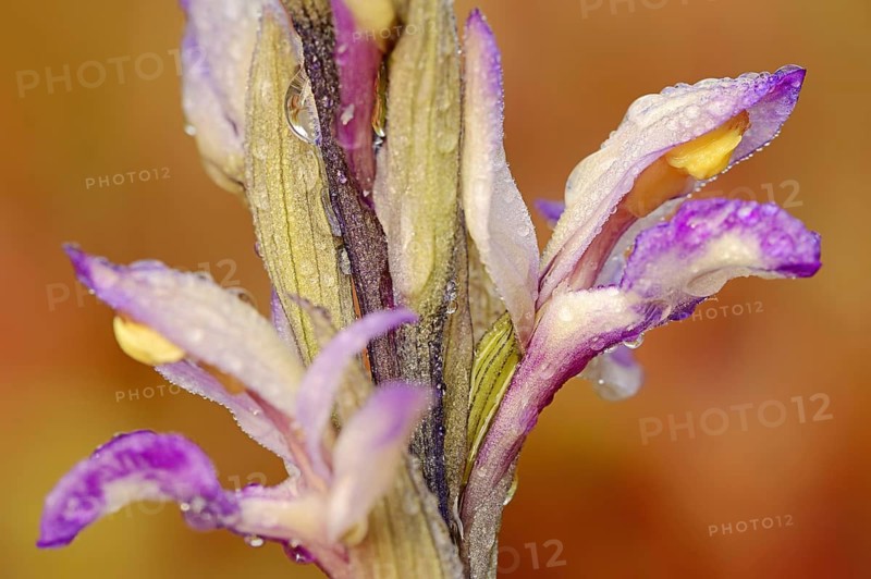 Violet limodore (Limodorum abortivum), flowers, Provence, southern France