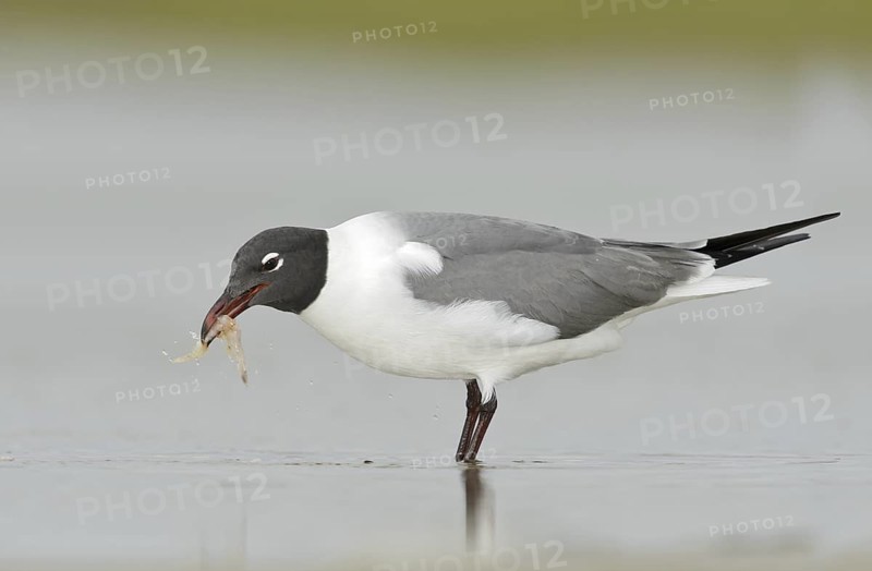 Laughing Gull (Leucophaeus atricilla), Texas, USA