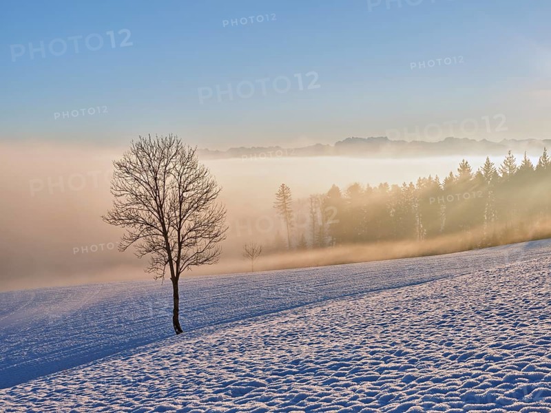 Tree stands in snow-covered landscape above the sea of fog, Beinwil, Horben, Freiamt, Canton Aargau, Switzerland