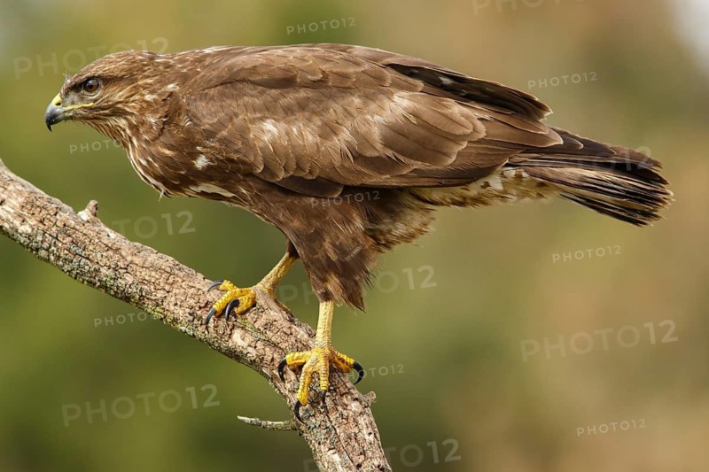 Common Buzzard (Buteo buteo), perched on a trunk, Castile and Leon, Spain