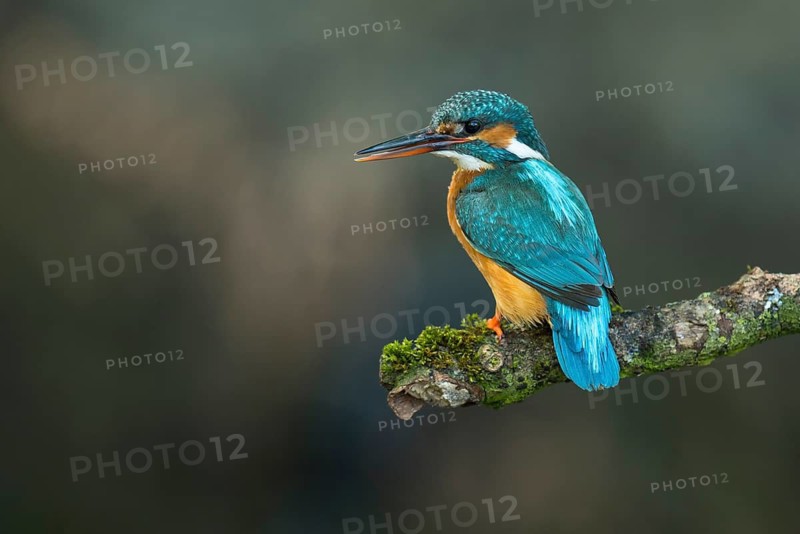 Common Kingfisher (Alcedo atthis) female perched on a branch, Lower Saxony, Germany