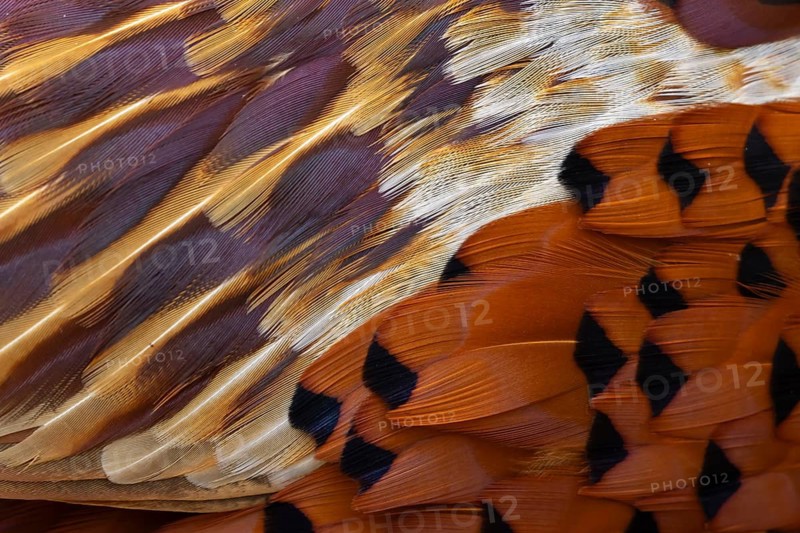 Common pheasant (Phasianus colchicus) adult male bird close up of its feathers, Suffolk, England, United Kingdom