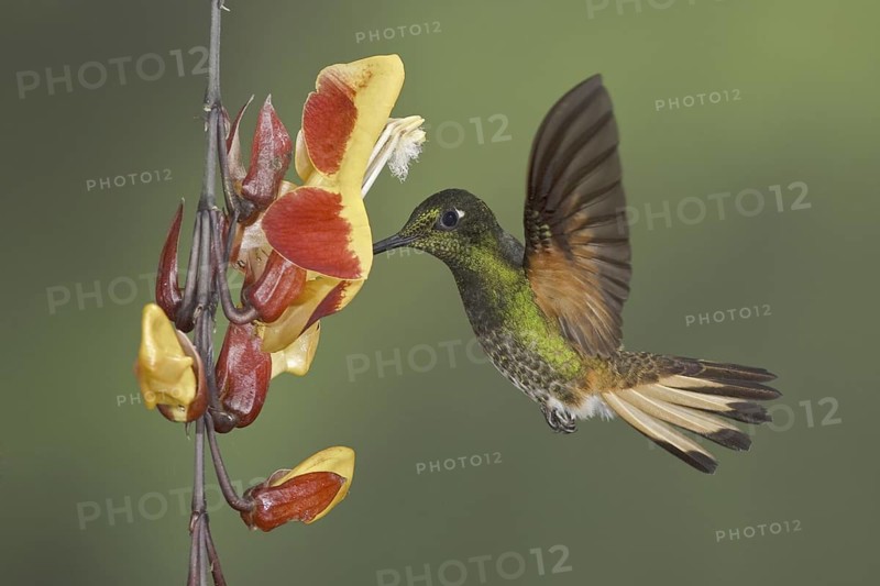 Buff-tailed Coronet (Boissonneaua flavescens), Ecuador