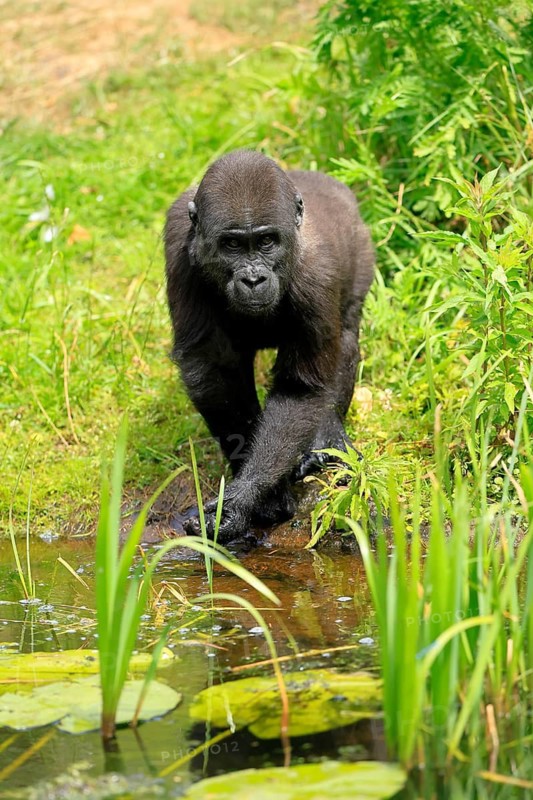 Western gorilla (Gorilla gorilla), young animal, at the water, splashing, playing, discovering