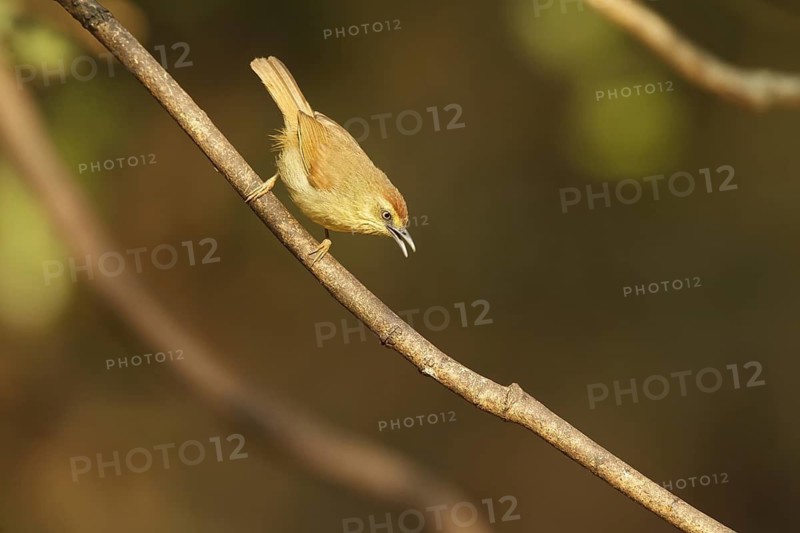 Pin-striped Tit-Babbler (Macronus gularis), Kaeng Krachan, Thailand