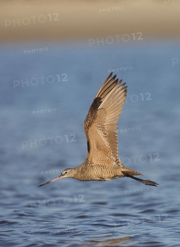 Marbled Godwit (Limosa fedoa) flying, Texas, USA