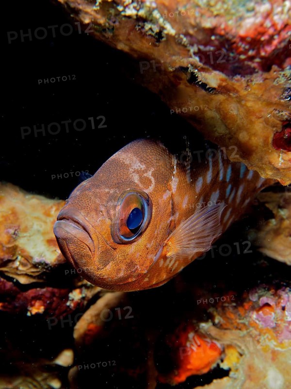 A glass-eyed large-eyed cichlid (Heteropriacanthus cruentatus) hides in the coral reef, Coral Garden dive site, Puerto Viejo de Talamanca, Limón, Costa Rica, Caribbean, Atlantic, Central America