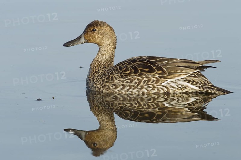 A female Northern Pintail floating on clear blue water at Colusa National Wildlife Refuge California