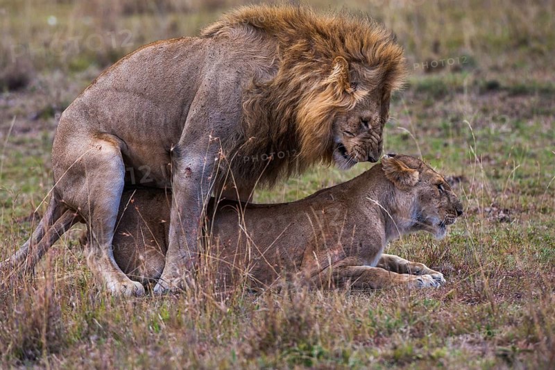 Lion (Panthera leo) mating, South Africa