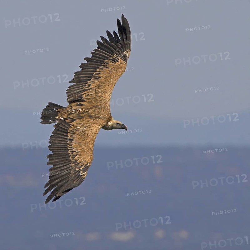 Griffon Vulture (Gyps fulvus)