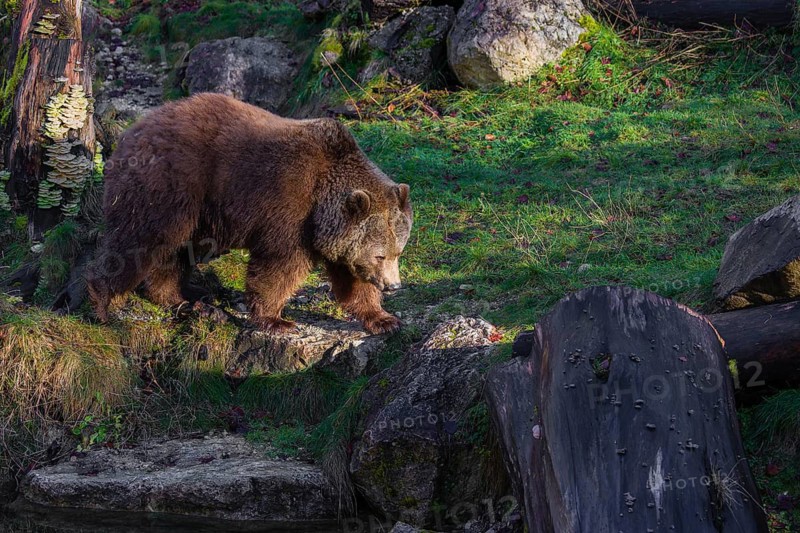 An adult female brown bear (Ursus arctos arctos) walks through hilly terrain with trees and rocks