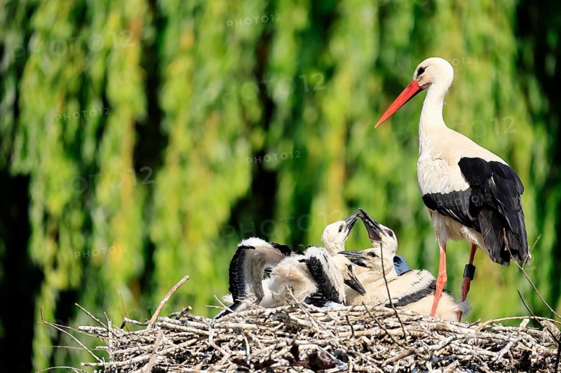 White stork (Ciconia ciconia), adult, juvenile, chick, nest, family, Heidelberg, Germany