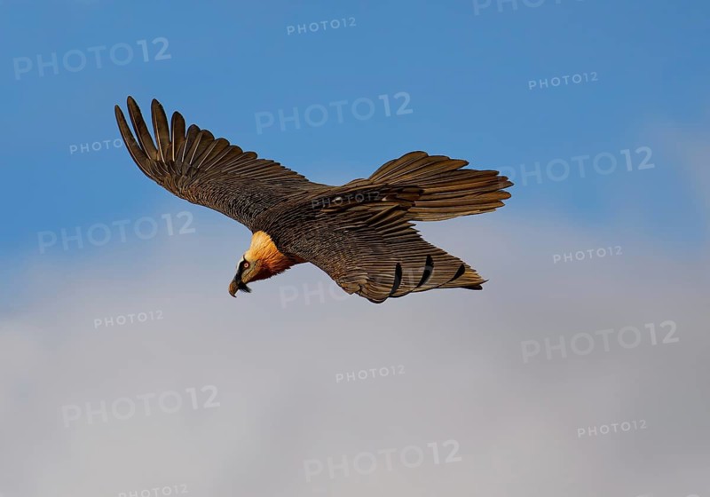 Old bearded vulture (Gypaetus barbatus) in flight, Catalonia, Pyrenees, Spain