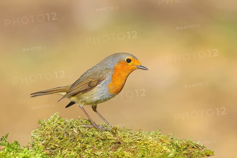 Robin (Erithacus rubecula), foraging, winter feeding, standing on moss, wildlife, songbirds, animals, birds, Siegerland, North Rhine-Westphalia, Germany