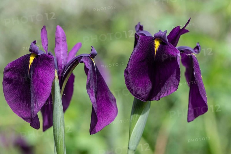 Capitol dandy (Isis ensata), Emsland, Lower Saxony, Germany