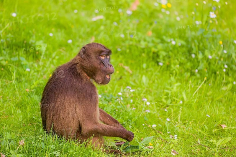A Gelada (Theropithecus gelada), or bleeding-heart monkey sits in a flowering meadow, eating grass