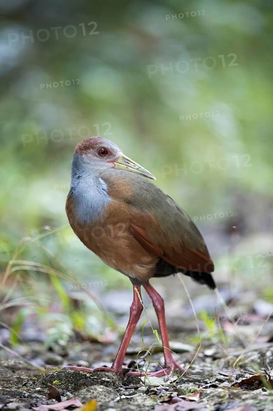 Rufous-naped Wood Rail (Aramides albiventris albiventris), Peten, Guatemala