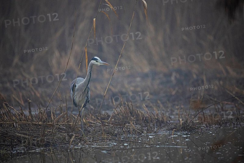 Grey heron (Ardea cinerea) Germany