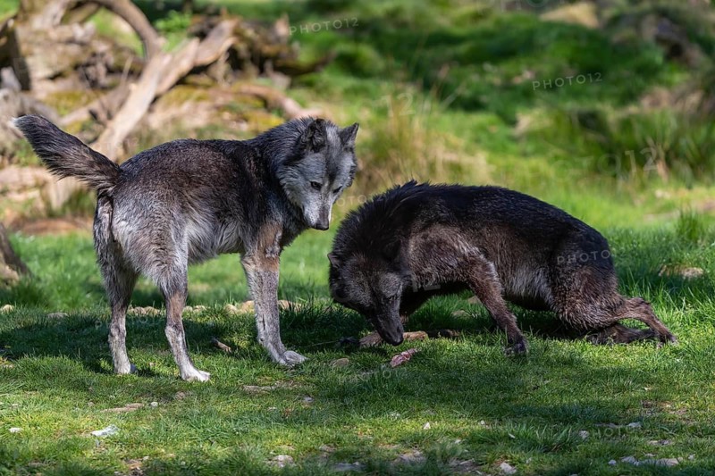 Social behaviour. Two Timberwolf, Canis lupus lycaon, greeting each other, standing in an opening of a forest on green grass