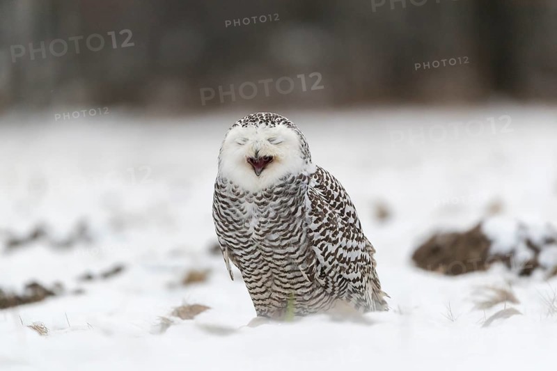 One snowy owl, Bubo scandiacus, Bubo scandiaca, Nyctea scandiaca sitting on a snowy meadow, screeching