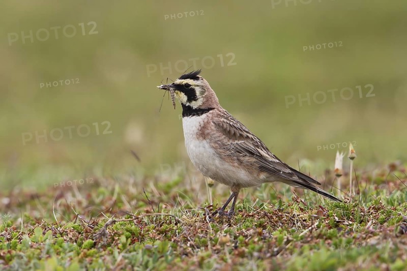 Horned Lark (Eremophila alpestris), Varanger, Norway