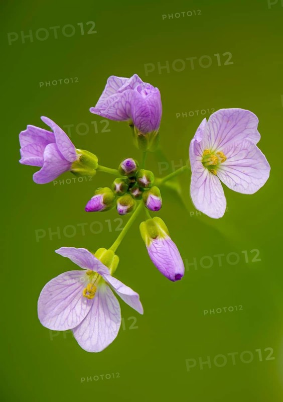 Brassicaceae, cardamine pratensis, cruciferous vegetables, bubbleweed, meadowfoam, cuckooflower, flora, high size, portrait format, lady's smock, plants