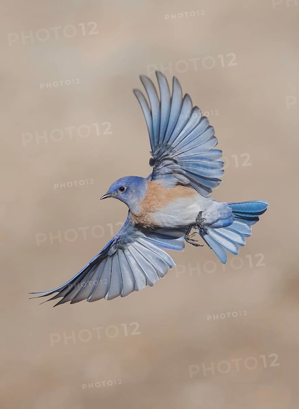 Western Bluebird (Sialia mexicana) flying, California, USA