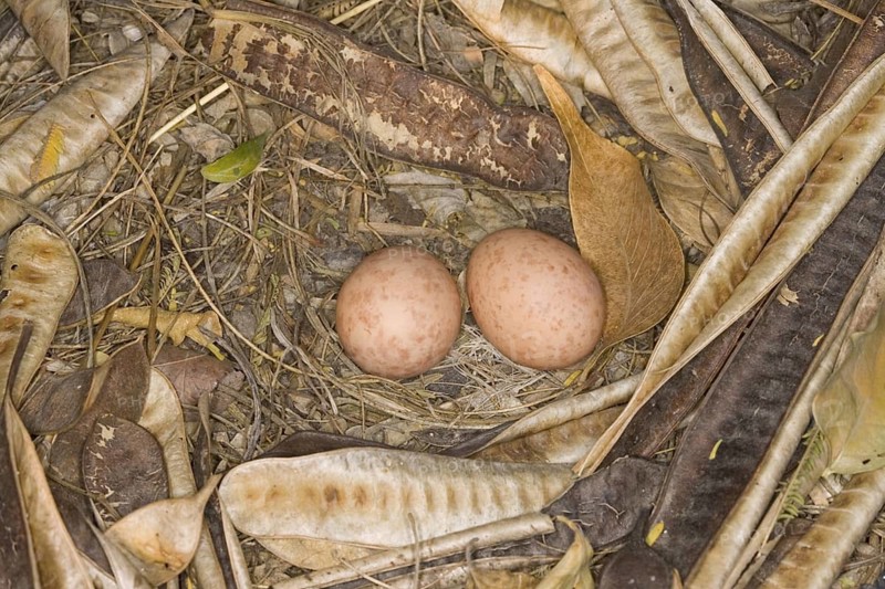 Pauraque Nyctidromus albicollis Bentsen-Rio Grande State Park, Texas, United States 2 April Eggs and nest. Caprimulgidae