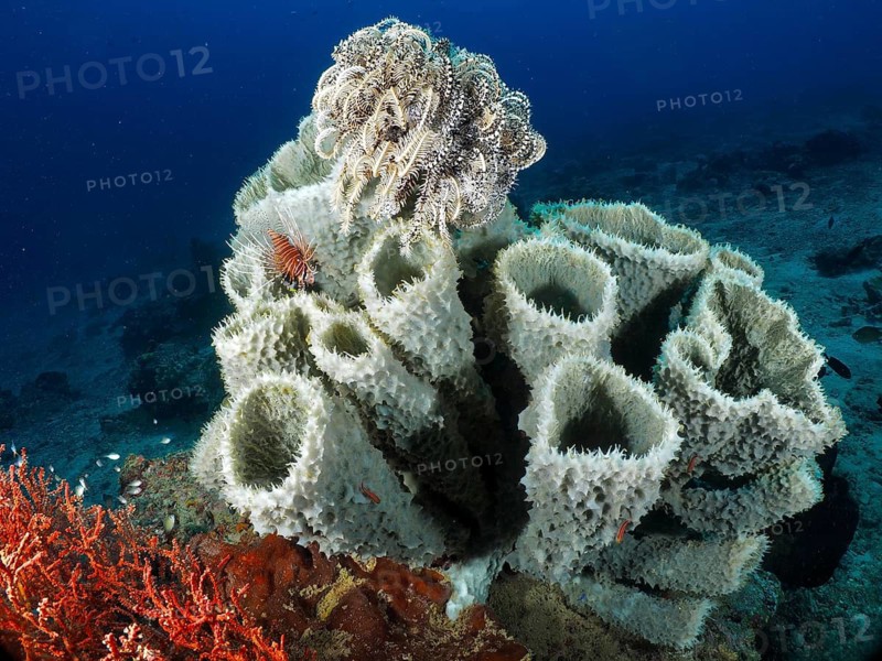 Variety of spiny tube sponge (Callyspongia (Cladochalina) aerizusa) and feather stars in the colourful underwater world, dive site Prapat, Penyapangan, Bali, Indonesia