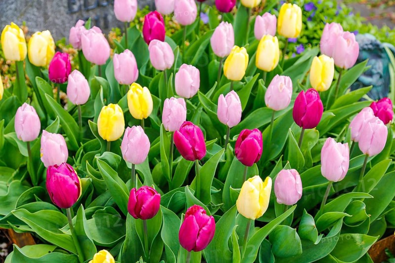 Gönningen tulip blossom, historic Gönningen cemetery, tulips (Tulipa), flowers, colourful, yellow, pink, pink blossoms, spring bloomers, bulbous flower genus, old tradition, custom, custom, tulip show, Tulip Sunday at the foot of the Swabian Alb, Gönningen, Reutlingen district, Baden-Württemberg, Germany