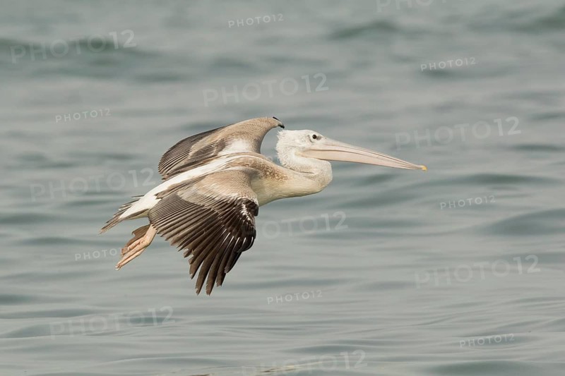 Pink-backed Pelican (Pelecanus rufescens) juvenile flying, Gambia