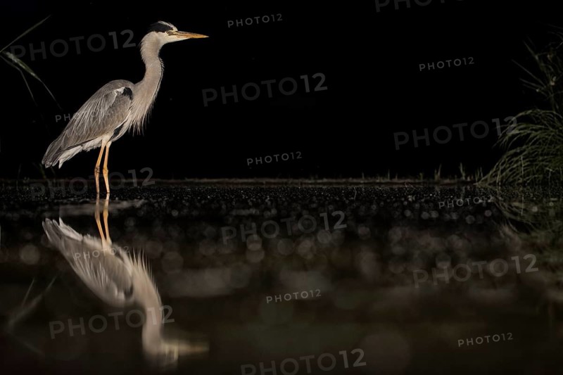 Grey Heron (Ardea cinerea), Hungary
