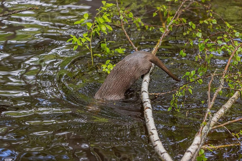One Eurasian otter (Lutra lutra), jumping into the water from a birch tree branch lying in the water