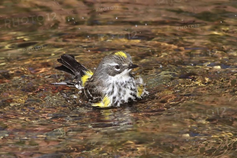 Myrtle Warbler (Setophaga coronata coronata) bathing, Saskatchewan, Canada