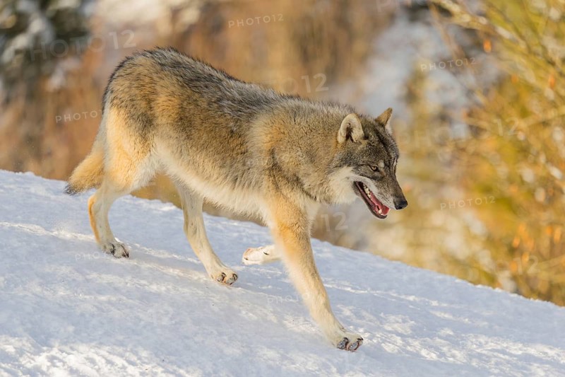 A young grey wolf (Canis lupus lupus) runs across the sloping, snow-covered meadow at the edge of a forest on a cold, sunny day